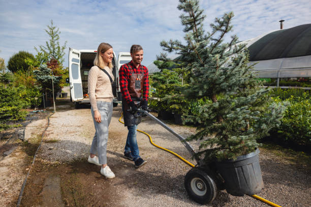 The Steps Involved in Our Tree Care Process in Clintwood, VA